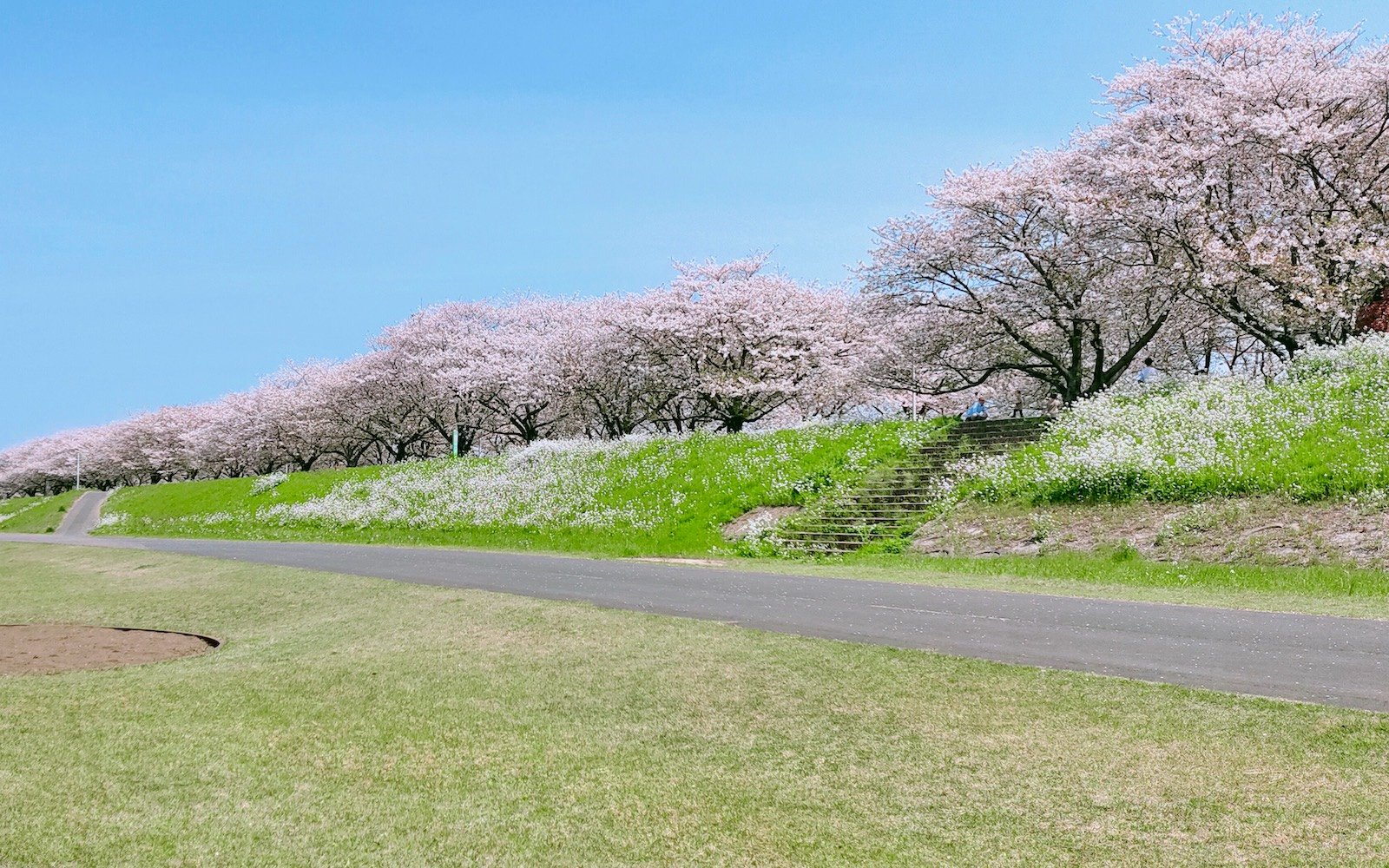 🌸 오노 벚꽃길 (오노 사쿠라즈츠미 카이로) 이미지 5